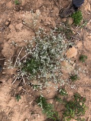 Cryptantha intermedia