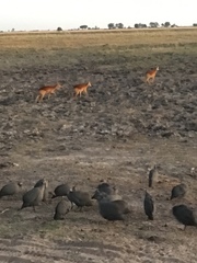 Numida meleagris mitratus