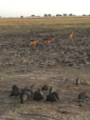 Numida meleagris mitratus