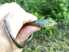 Ophisaurus ventralis