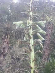 Puya nitida