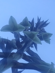 Puya nitida