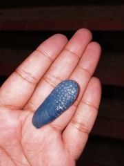 Eudistoma caeruleum