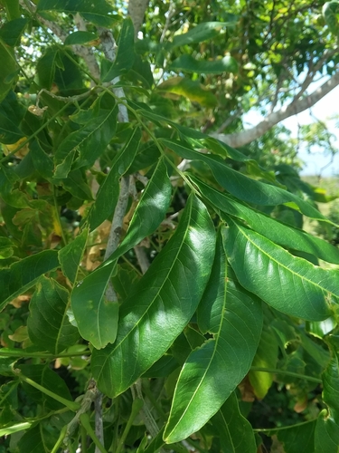 Image of Florida Soapberry (Sapindus marginatus) by (c) Will McFarland, some rights reserved (CC BY)