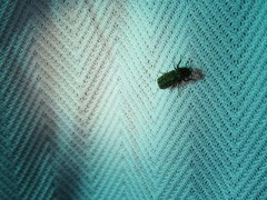 Lichenophanes bicornis