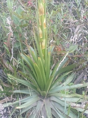 Puya nitida