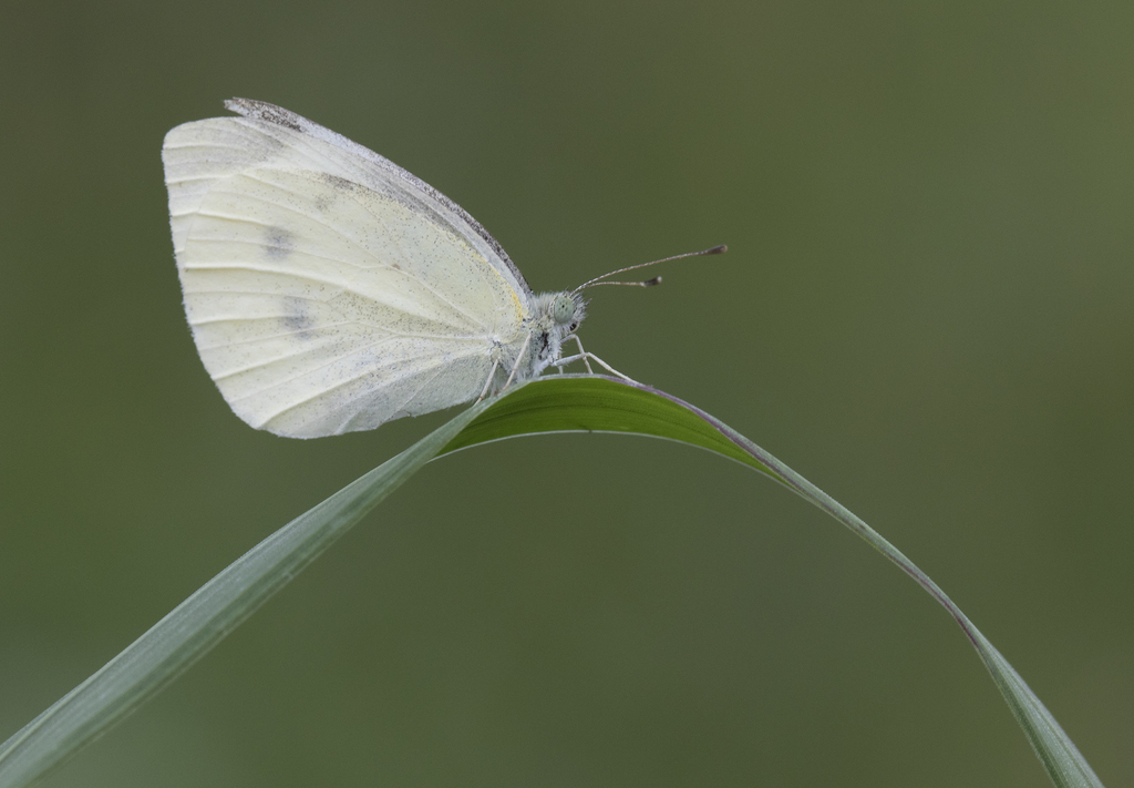 Cabbage White (Butterflies of Michigan) · iNaturalist