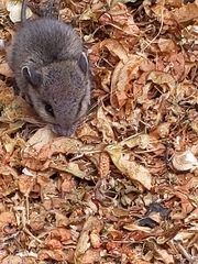 Peromyscus leucopus