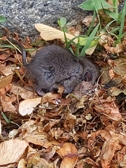 Peromyscus leucopus