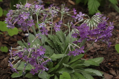 Primula halleri
