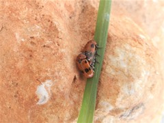 Clytra novempunctata