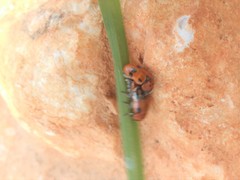 Clytra novempunctata