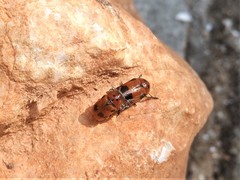 Clytra novempunctata
