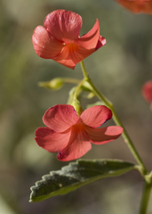 Hermannia burchellii