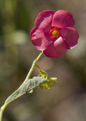 Hermannia burchellii