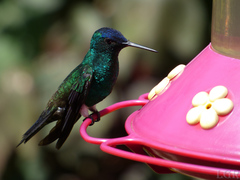 Saucerottia cyanifrons