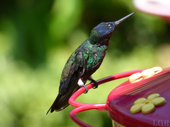 Saucerottia cyanifrons