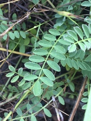Astragalus distortus distortus