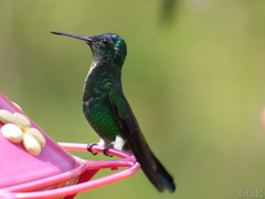 Saucerottia cyanifrons