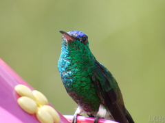 Saucerottia cyanifrons