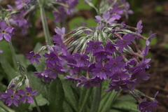 Primula halleri