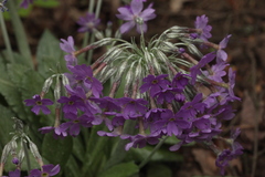 Primula halleri