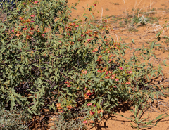 Hermannia burchellii