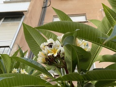 Plumeria