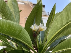 Plumeria