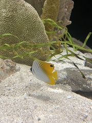 Chaetodon