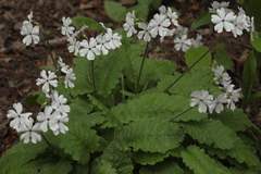 Primula sieboldii