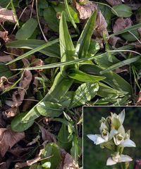 Orquídea de Talar (Chloraea membranacea) · ArgentiNat