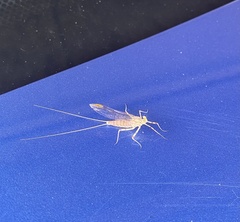 Stenacron interpunctatum interpunctatum