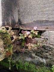 Geranium robertianum