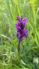 Dactylorhiza incarnata