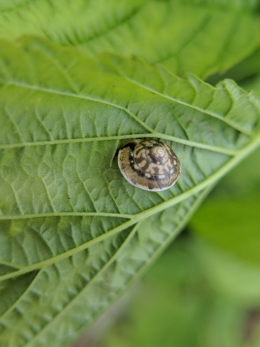 Ivičasti listinaš (Hygromia cinctella)