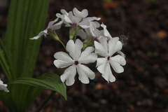 Primula sieboldii