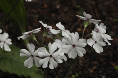 Primula sieboldii
