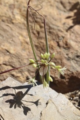 Allium campanulatum
