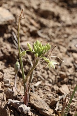 Allium campanulatum