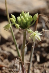 Allium campanulatum