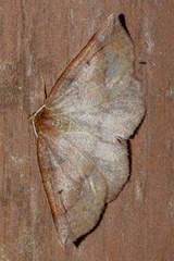 Metarranthis duaria