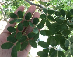 Erythrostemon yucatanensis