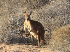 Osphranter robustus erubescens