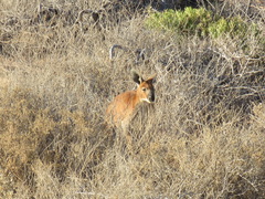 Osphranter robustus erubescens