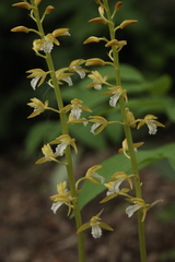 Oreorchis patens
