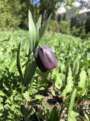 Fritillaria latifolia