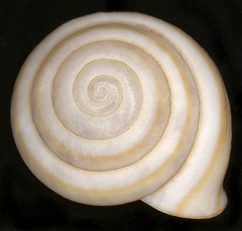 Chloraea