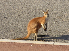 Osphranter robustus erubescens
