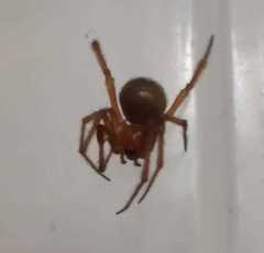 Steatoda